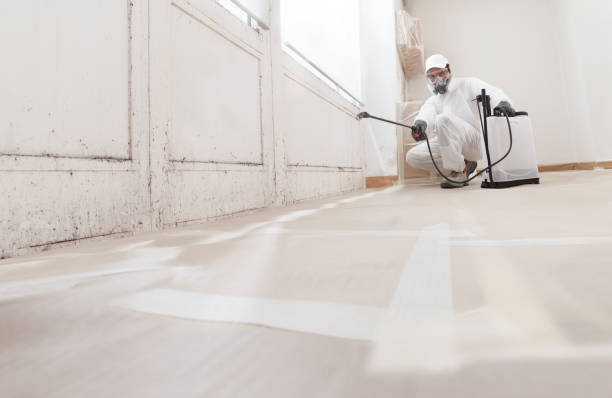 Black mold remediation team in Roanoke