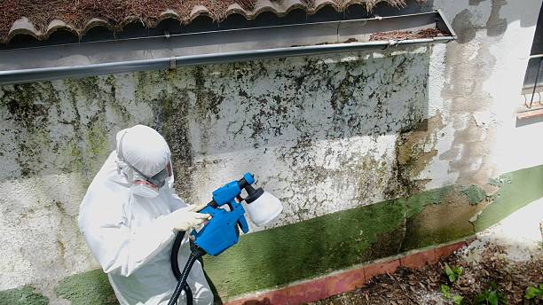 Mold Remediation service in Roanoke, Roanoke, TX